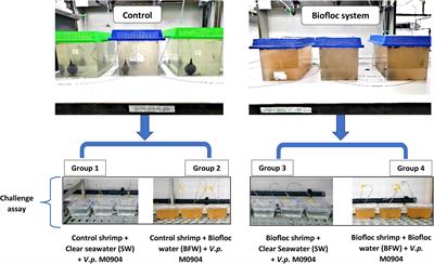 Biofloc-Based Enhanced Survival of Litopenaeus vannamei Upon AHPND-Causing Vibrio parahaemolyticus Challenge Is Partially Mediated by Reduced Expression of Its Virulence Genes